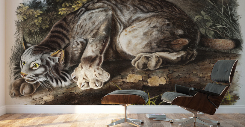 Canada Lynx Lynx Canadensis  Wall Murals