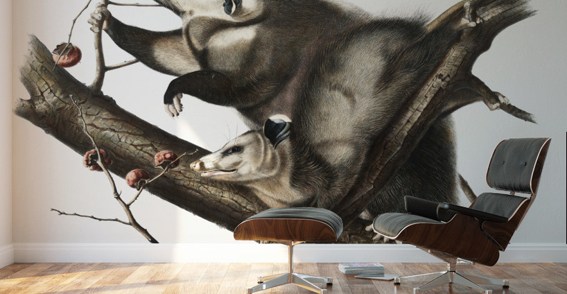 Virginian Opossum Didelphis Virginiana  Wall Murals