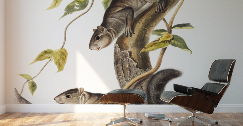 Collies Squirrel Sciurus colliaei  Wall Murals