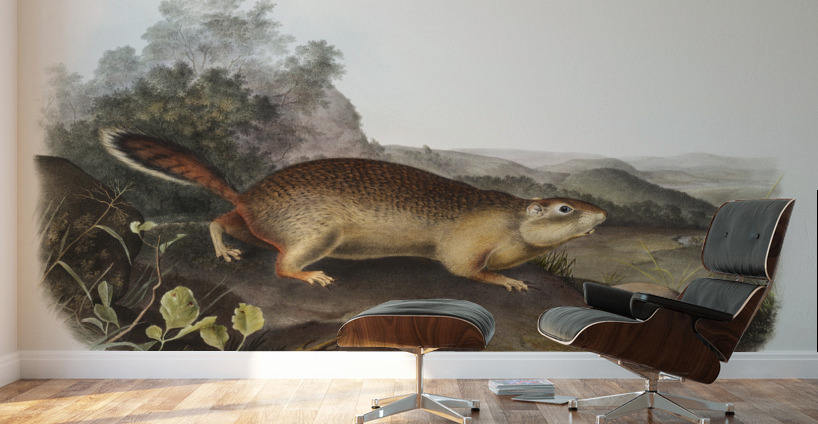 Marmot Squirrel Spermophilus Parryi  Wall Murals