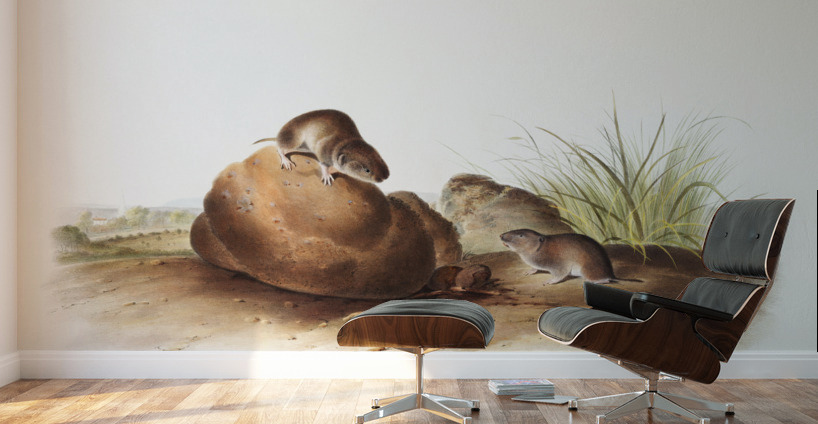 Lecontes Pine Mouse Arvocola pinetorum  Wall Murals