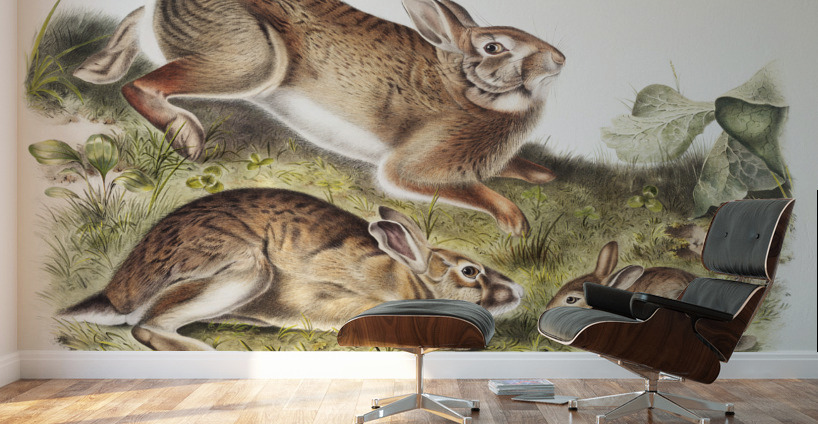 Grey Rabbit Lepus Sylvaticus  Wall Murals