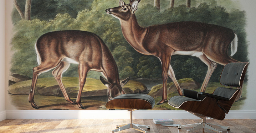 Deer or Virginian Deer Cervus Virginianus  Wall Murals