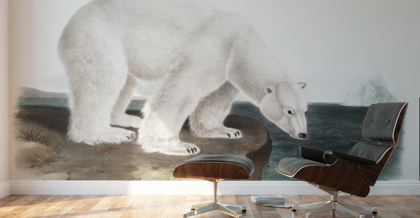 American Beaver Castor fiber Americanus  Wall Murals