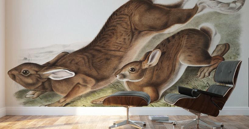 Northern Hare Lepus Americanus  Wall Murals