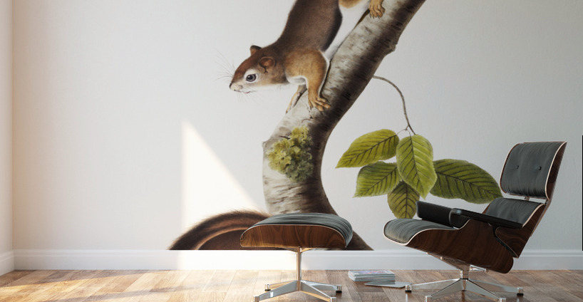 Columbian Squirrel Sciurus Richardsonii  Wall Murals