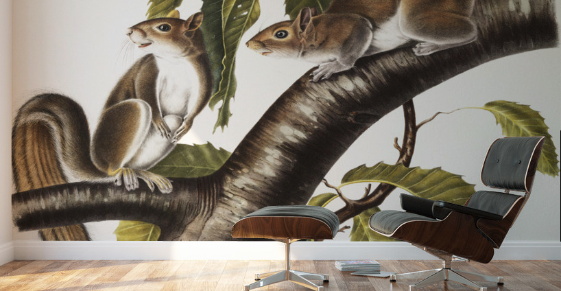 Carolina Grey Squirrel Sciurus Carolinensis  Wall Murals