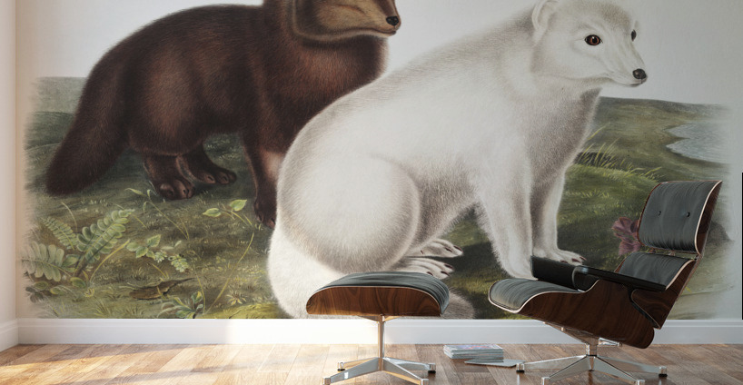 Arctic Fox Vulpes lagopus  Wall Murals