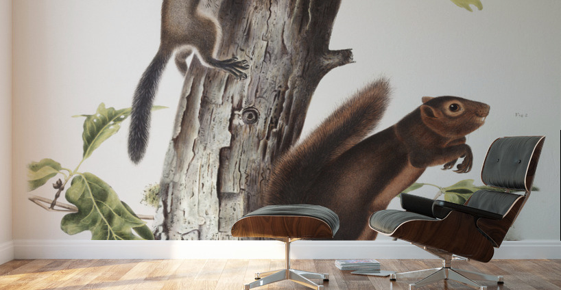 Pouched Jerboa Mouse Dipodomys Phillipsii  Wall Murals