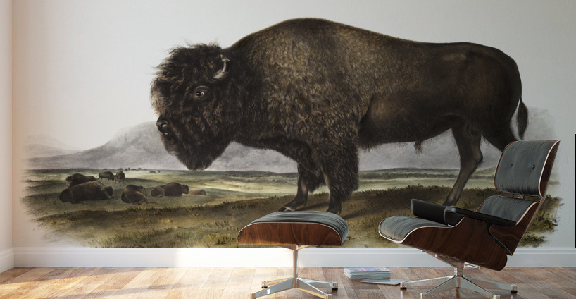 Marsh Hare Lepus palustris  Wall Murals