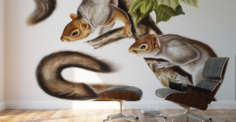 Migratory Squirrel Sciurus migratorius  Wall Murals