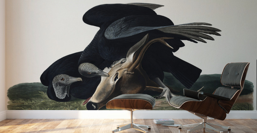 Black Vulture or Carrion Crow Wall Murals