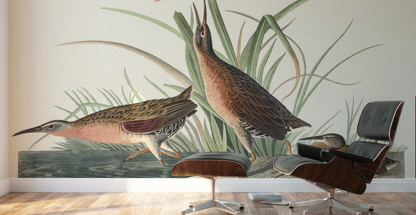 Virginia Rail Wall Murals