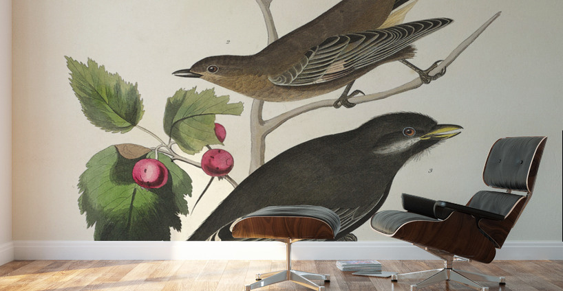 Little Tawny Thrush Ptiliogonys Townsendi and Canada Jay Wall Murals