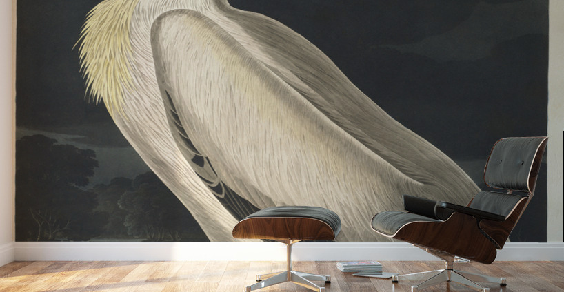 American White Pelican Wall Murals