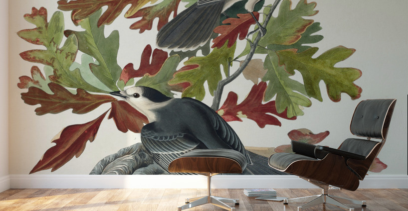 Canada Jay Wall Murals