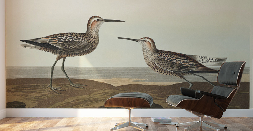 Long-legged Sandpiper Wall Murals
