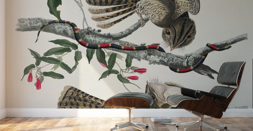 Chuck-wills Widow Wall Murals