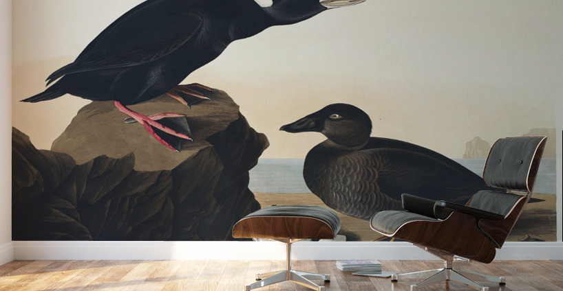 Black or Surf Duck Wall Murals