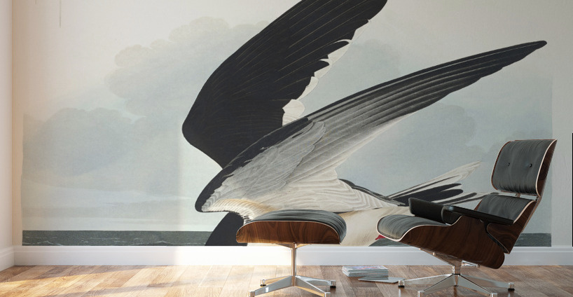 Black Skimmer Wall Murals