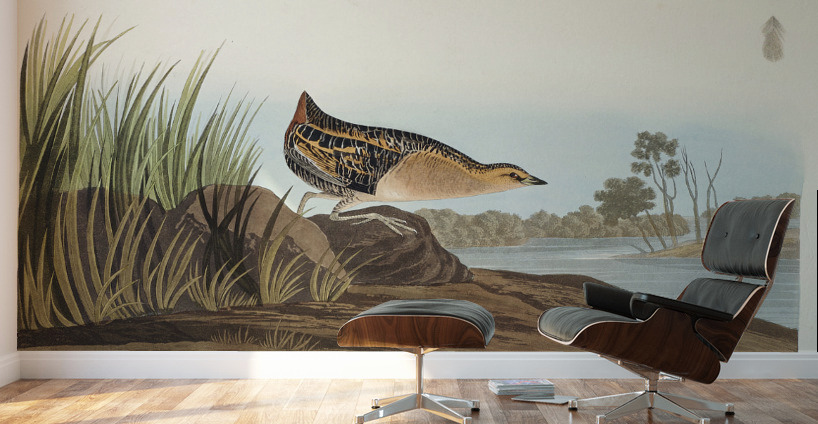 Yellow-breasted Rail Wall Murals