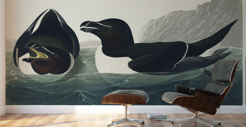 Razor Bill Wall Murals