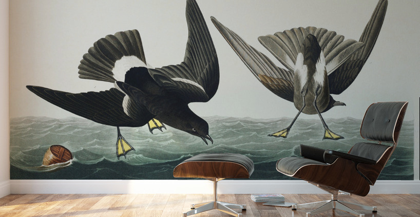 Stormy Petrel Wall Murals