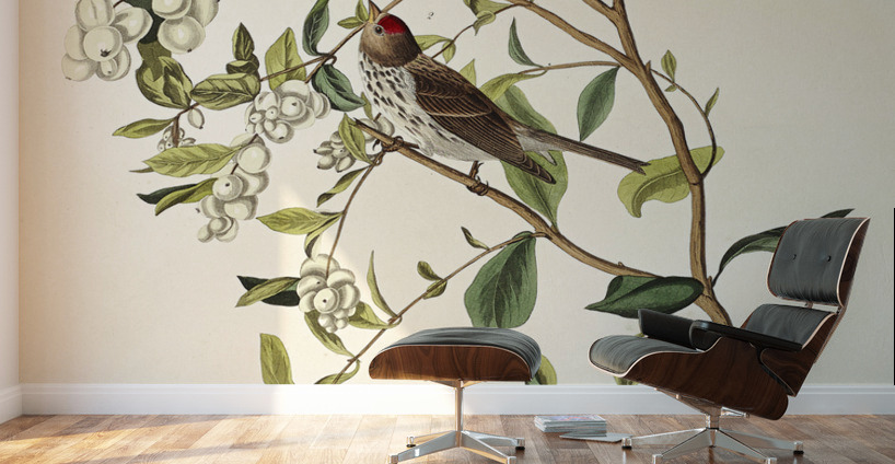 Lesser Red-Poll Wall Murals