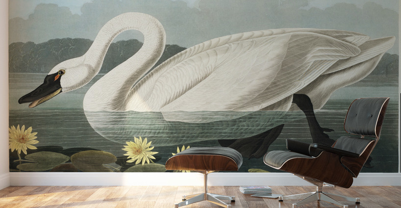Common American Swan Wall Murals