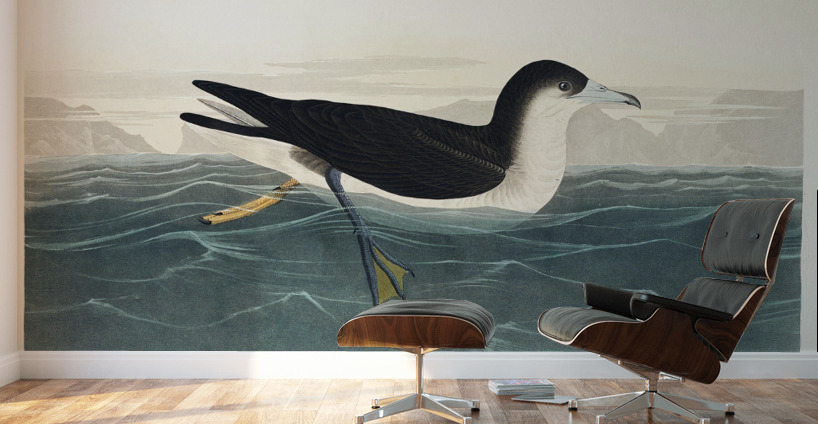 Dusky Petrel Wall Murals