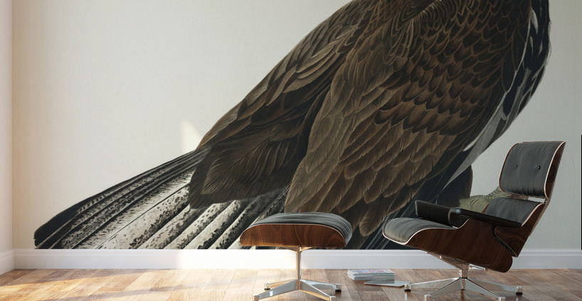 White-headed Eagle Wall Murals