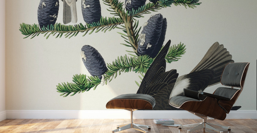 Olive sided Flycatcher Wall Murals