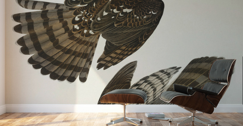 Stanley Hawk Wall Murals
