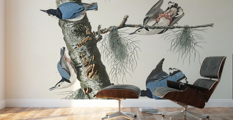 White-breasted Black-capped Nuthatch Wall Murals