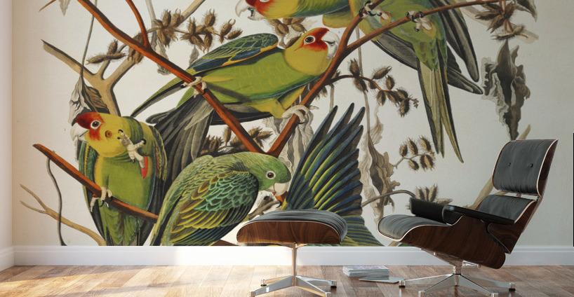Carolina Parrot Wall Murals