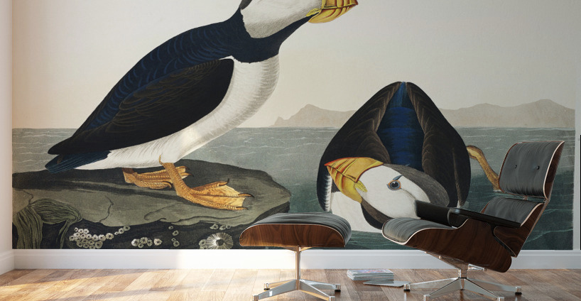 Large billed Puffin Wall Murals