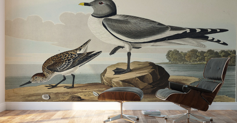 Fork-tailed Gull Wall Murals