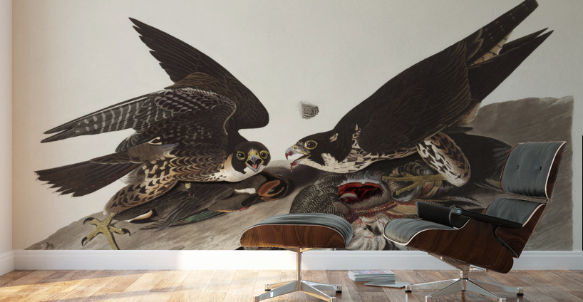 Great Footed Hawk Wall Murals