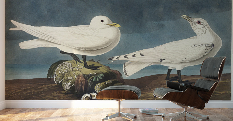 Ivory Gull Wall Murals