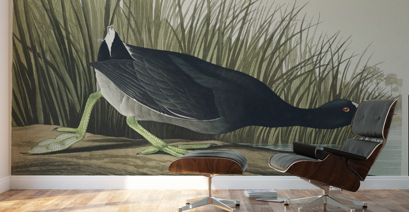 American Coot Wall Murals