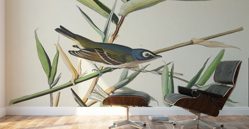Vireo Solitarius Wall Murals