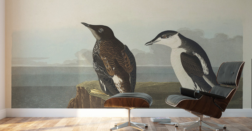 Slender-billed Guillemot Wall Murals