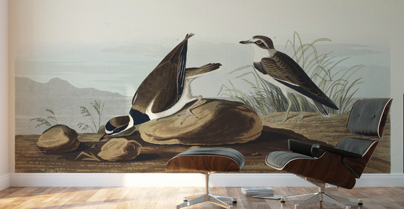 Ring Plover Wall Murals
