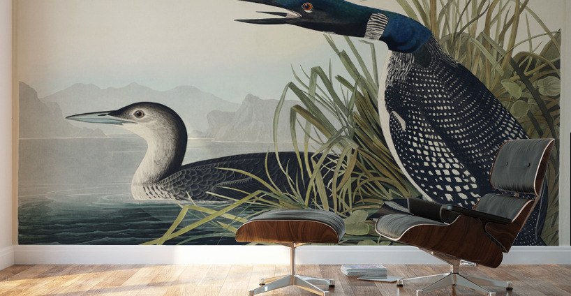 Great Northern Diver or Loon Wall Murals