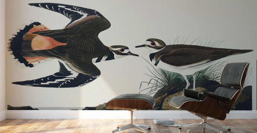 Kildeer Plover Wall Murals