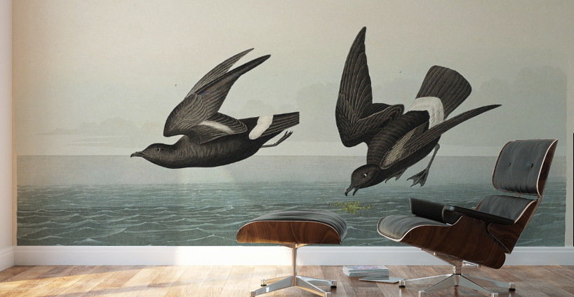 Least Stormy-Petrel Wall Murals