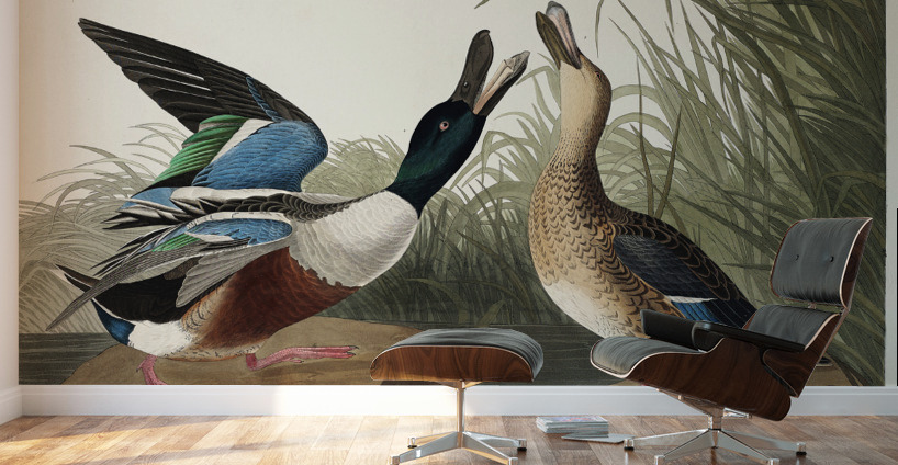 Shoveller Duck Wall Murals