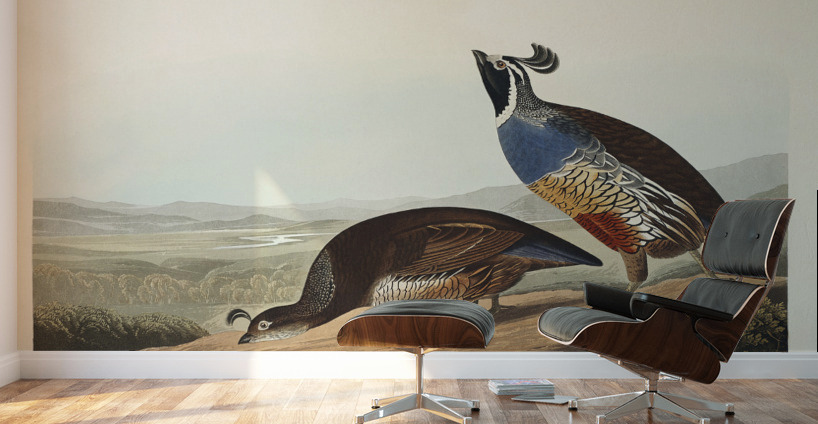 California Partridge Wall Murals