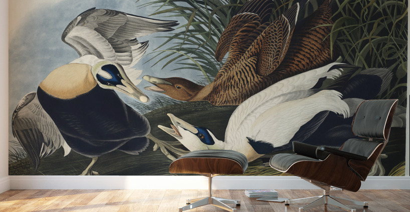 Eider Duck Wall Murals