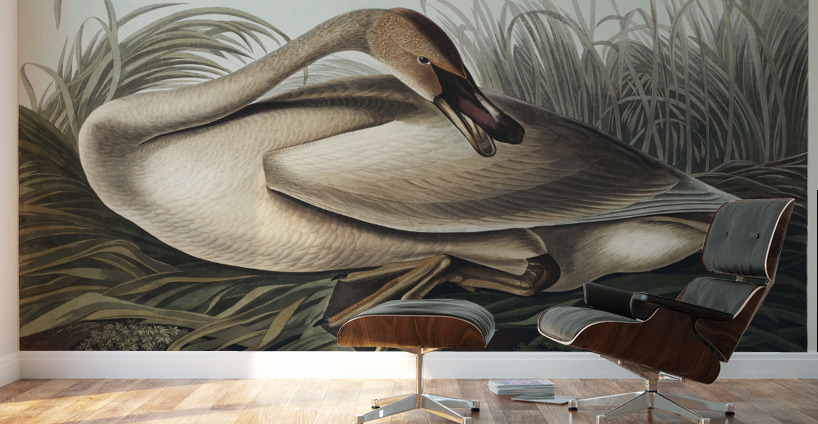 Trumpeter Swan Wall Murals